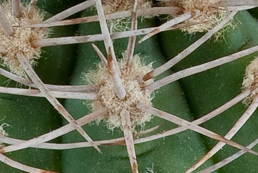 Gymnocalycium castellanosii